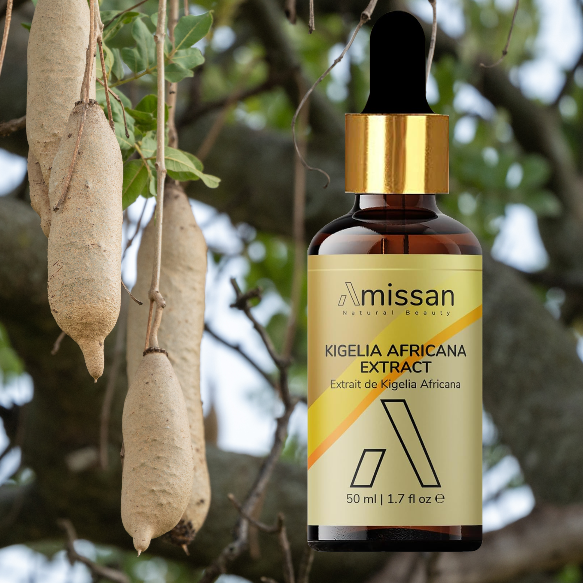 Kigelia Africana Extract (sausage tree | Balam Kheera) - Skin Firming & Anti-Aging